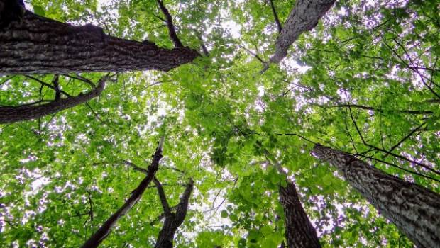 Biodiversité : des corridors à créer entre les strates de collectivités