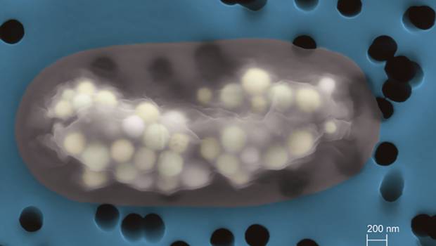 Une bactérie pour dépolluer les effluents radioactifs