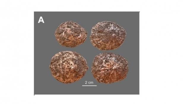 La pêche existait déjà à l’époque de l’homme de Néandertal