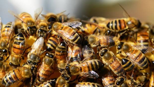 Geoconcept propose un outil d'optimisation des tournées des abeilles citadines