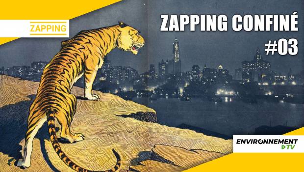 [Vidéo] La faune regagne la ville