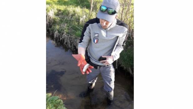 En Ille-et-Vilaine, un épandage agricole pollue un cours d'eau