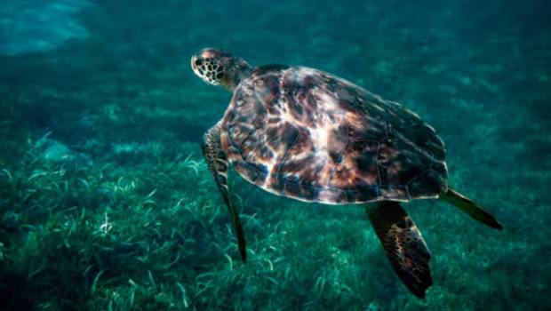 Martinique : 15% des espèces indigènes sont menacées