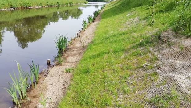 Le génie végétal pour renforcer un canal dans le Maine-et-Loire