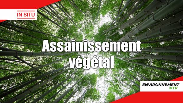 [Vidéo] Des bambous pour traiter les eaux usées