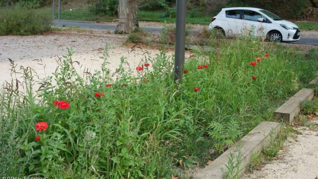 [Dossier] Eaux pluviales : MicroMegas compare systèmes centralisés et gestion à la source