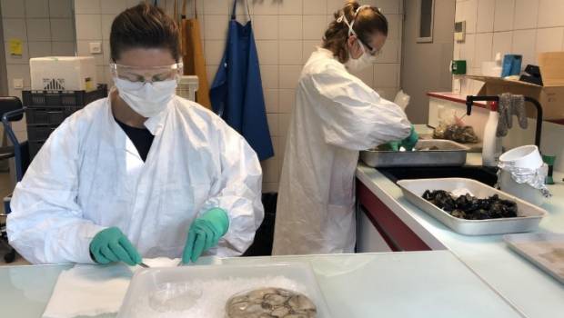 Il n’y aurait pas de traces du SARS-CoV-2 dans l’eau de mer et les coquillages