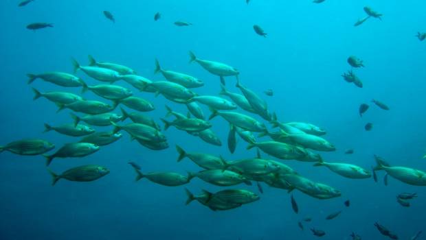 Les espèces marines migrent six fois plus vite que les espèces terrestres en raison du réchauffement climatique
