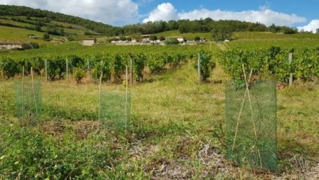 Rémunération pour services environnementaux : l’agence de l’eau Rhône Méditerranée Corse retient 21 projets