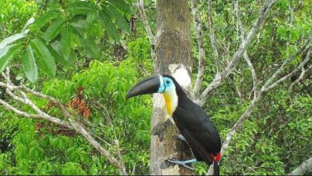 Le défaunation des forêts tropicales menace certaines espèces d'arbres