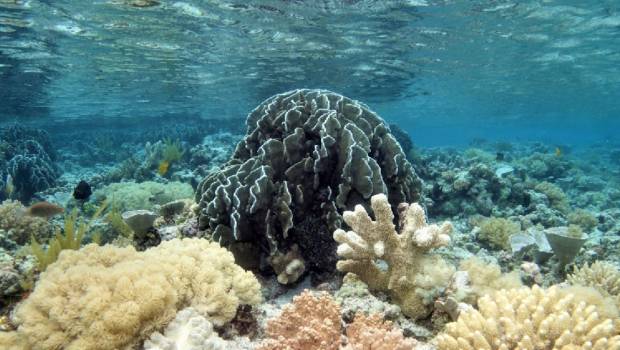 Les coraux des îles françaises de l'océan indien sont menacés
