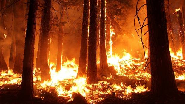 Feux de forêt : la campagne de prévention de l'été 2020 est lancée