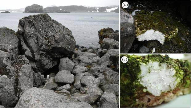 Du microplastique découvert dans l'écosystème terrestre de l'Antarctique