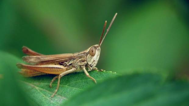 Dans le Mercantour, des insectes montent en altitude sous l'effet du climat