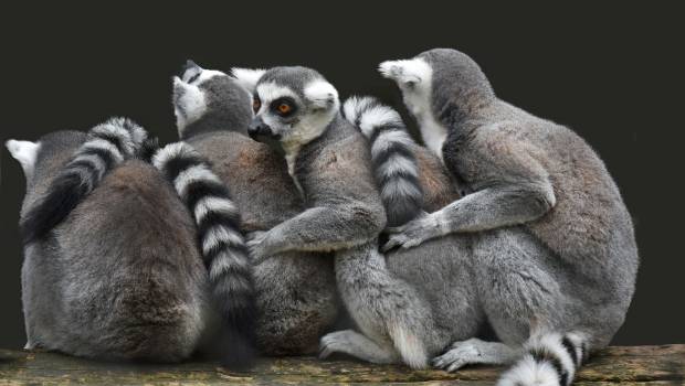 Alerte rouge pour les lémuriens, le grand hamster ou la baleine franche