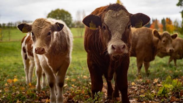 Les émissions de méthane continuent d'augmenter à l'échelle mondiale