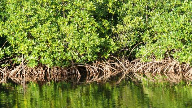 Une nouvelle cartographie des mangroves des outre-mer