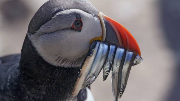 Les activités humaines ont causé le déclin de 68% des espèces de vertébrés