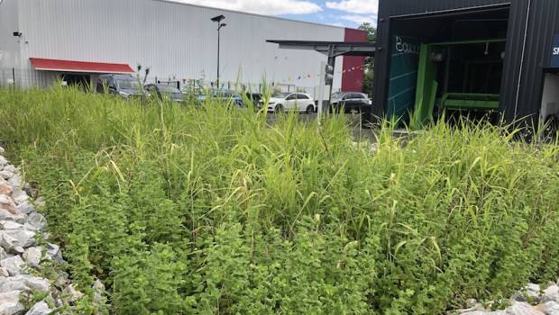 La phytoremédiation pour recycler les eaux de lavage auto