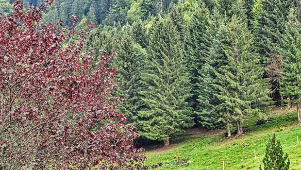 Forêt et filière bois : le rapport Cattelot formule 19 propositions