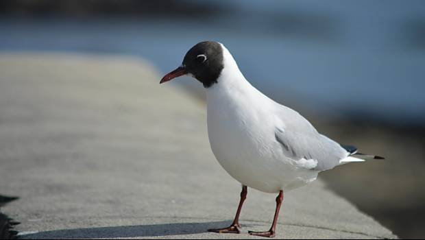 Biodiversité, « le déclin se poursuit »