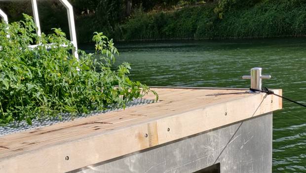 La phytoépuration se jette à l’eau