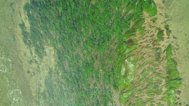 Une étude pour cartographier la végétation aquatique des rivières