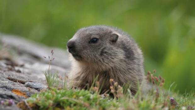 L'OFB lance une campagne pour inciter les actions en faveur de la biodiversité