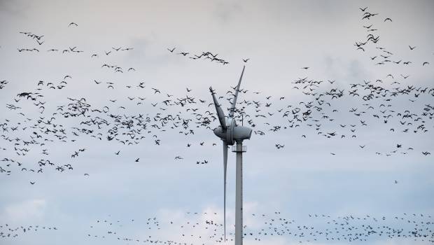 Biodiv-Wind lève 800.000 euros pour protéger l'avifaune des pales des éoliennes