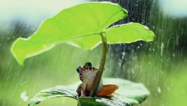 Certains groupes de vertébrés sont davantage concernés par l’extinction