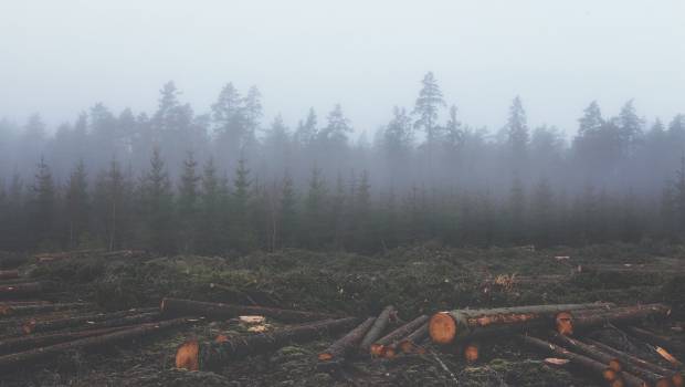 La Stratégie nationale contre la déforestation importée se renforce