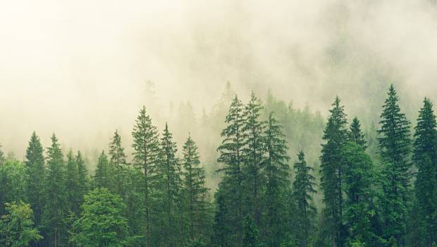 Pour l’ONF, « sans adaptation, on condamne la vie dans la forêt »