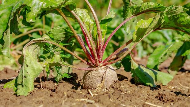 Le Conseil constitutionnel approuve le retour des néonicotinoïdes