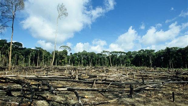 Déforestation accélérée et nouvelles maladies, les autres conséquences du Covid-19