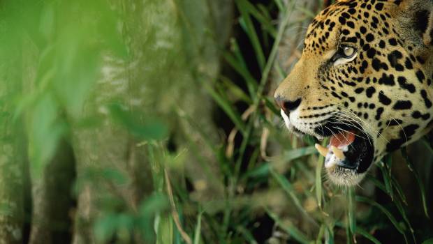 Selon le WWF, 43 millions d’hectares de forêt ont été perdus en 13 ans