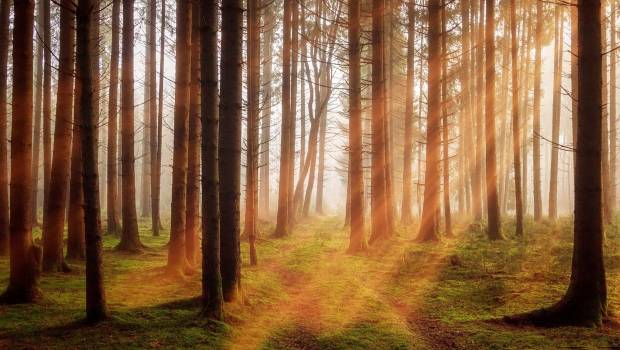 L’initiative scientifique Prezode veut aider à prévenir les pandémies