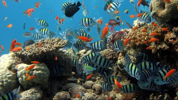 Une avancée scientifique majeure pour expliquer le blanchiment des coraux