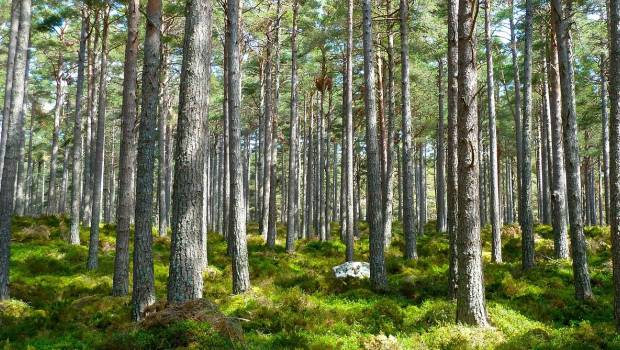 La filière bois dévoile ses dix engagements pour la neutralité carbone