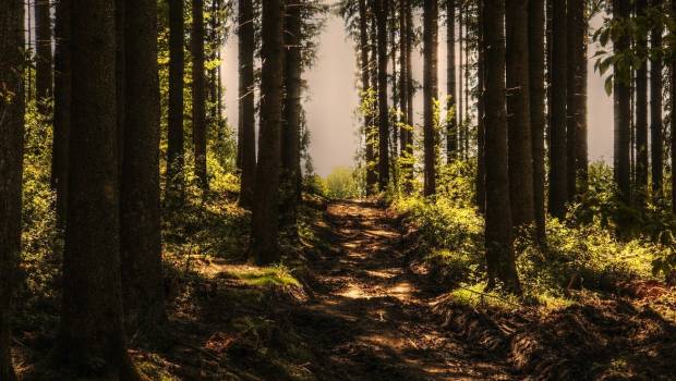 Kingfisher rejoint Rainforest Alliance en tant que membre fondateur de Forest Allies