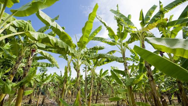 Antilles françaises : le glyphosate libèrerait le chlordécone stocké dans les champs pollués  