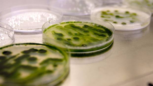 Traitement des effluents riches en azote et en phosphore grâce à des microalgues