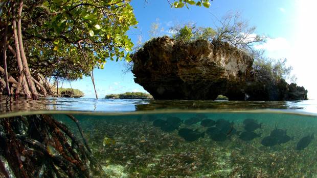 Les sites marins du Patrimoine mondial joueraient un rôle clé dans la lutte contre le changement climatique
