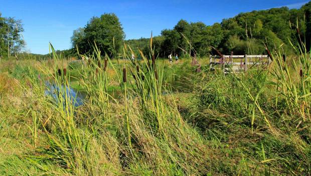 [Dossier] Les solutions fondées sur la nature, une étincelle pour l’action