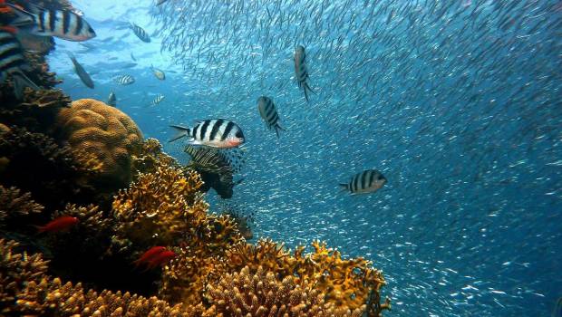 L’Office français de la biodiversité et l’Ifremer coopèrent pour la protection de la biodiversité marine