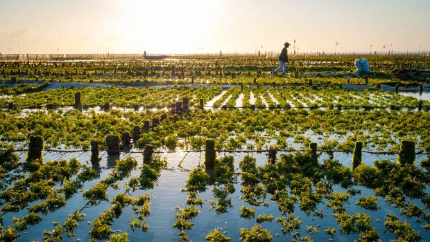 Une première coalition mondiale pour le développement des algues marines