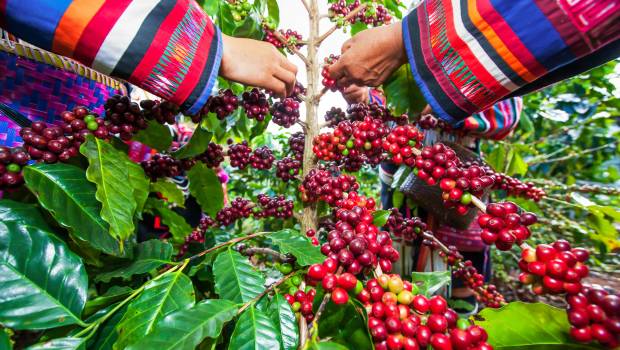 Un programme de recherche inédit sur l’usage des pesticides dans la culture du café