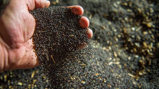 Produits biosourcés : Novamont et Nyco intègrent l'Association Chimie du Végétal