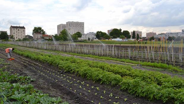 Les Quartiers Fertiles : 100 quartiers prioritaires couverts par l’agriculture urbaine