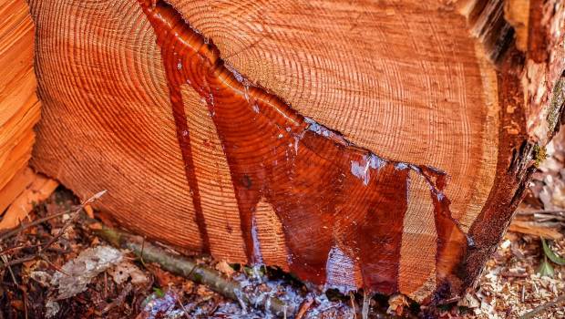 Une alternative biosourcée aux résines adhésives fossiles