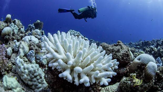 Une transition énergétique massive nécessaire pour la survie des coraux